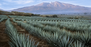 telefono-de-contacto